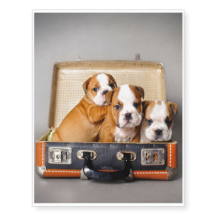 Gorgeous Bulldog Puppies   Dog Lover Temporary Tattoos