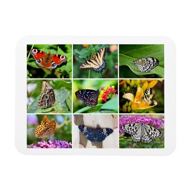 Gorgeous Butterflies Collage, 9 Photos Magnet (Horizontal)