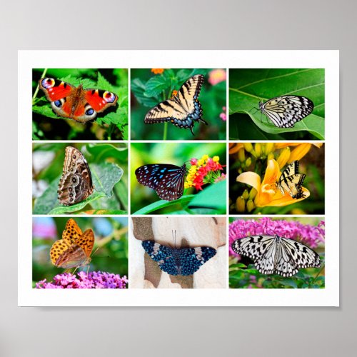 Gorgeous Butterflies Collage 9 Photos Poster