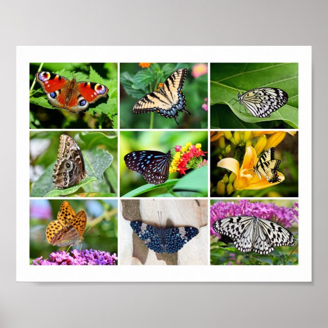 Gorgeous Butterflies Collage, 9 Photos Poster (Front)