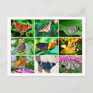 Gorgeous Butterflies Collage Postcard