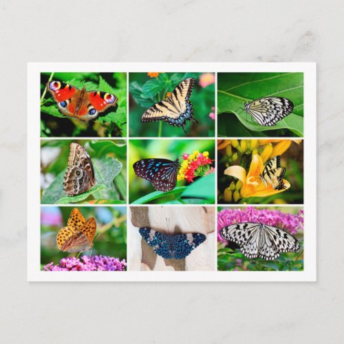 Gorgeous Butterflies Collage Postcard
