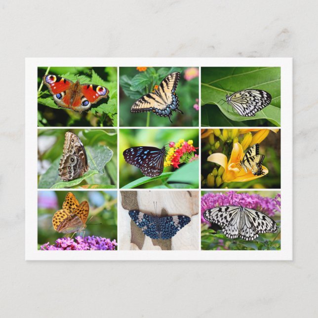 Gorgeous Butterflies Collage Postcard (Front)