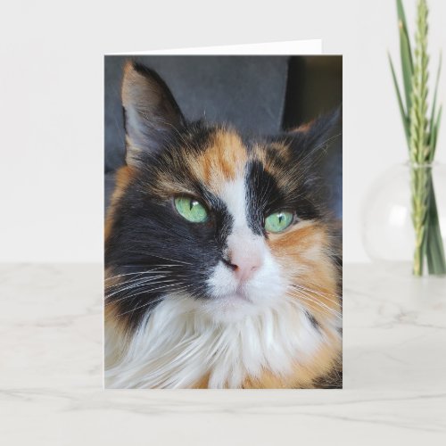 Gorgeous Calico Long Hair Cat Green Eyes Blank Thank You Card