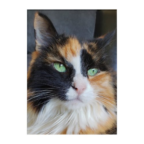Gorgeous Calico Long Hair Cat with Green Eyes Acrylic Print