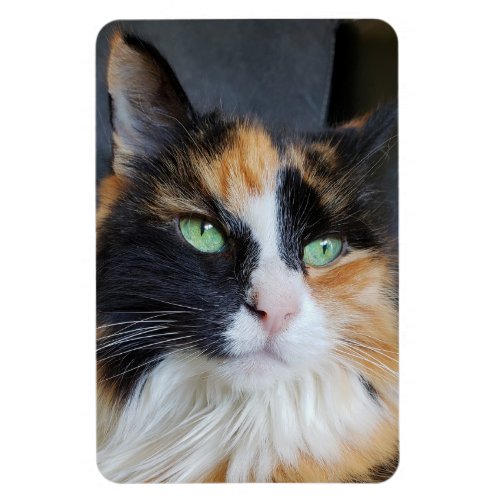 Gorgeous Calico Long Hair Cat with Green Eyes Magnet