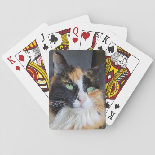Gorgeous Calico Long Hair Cat with Green Eyes Playing Cards