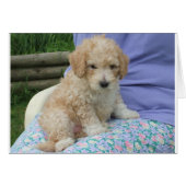 Gorgeous cavapoo puppy looking your way, isolated (Front Horizontal)