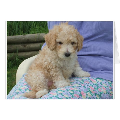 Gorgeous cavapoo puppy looking your way isolated