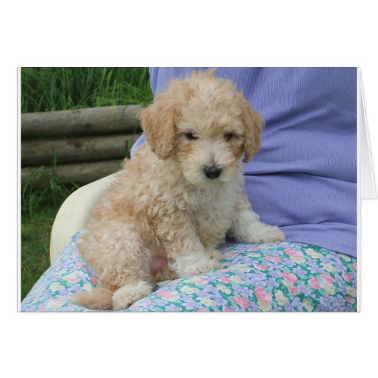 Gorgeous cavapoo puppy looking your way, isolated cards (Front Horizontal)