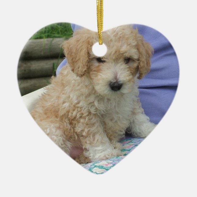 Gorgeous cavapoo puppy looking your way, isolated ceramic ornament (Front)