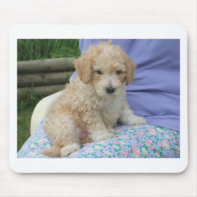 Gorgeous cavapoo puppy looking your way, isolated mouse pad (Front)