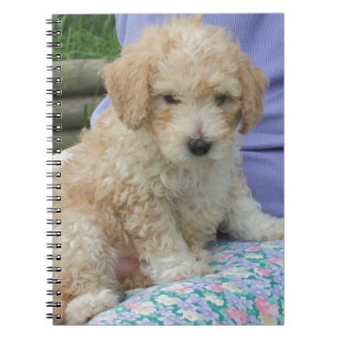 Gorgeous cavapoo puppy looking your way, isolated notebook