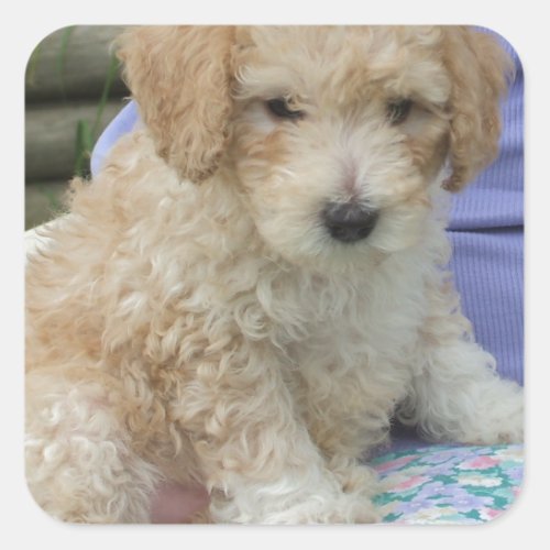 Gorgeous cavapoo puppy looking your way isolated square sticker