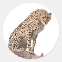 Gorgeous Cheetah Beautiful Cat Photo