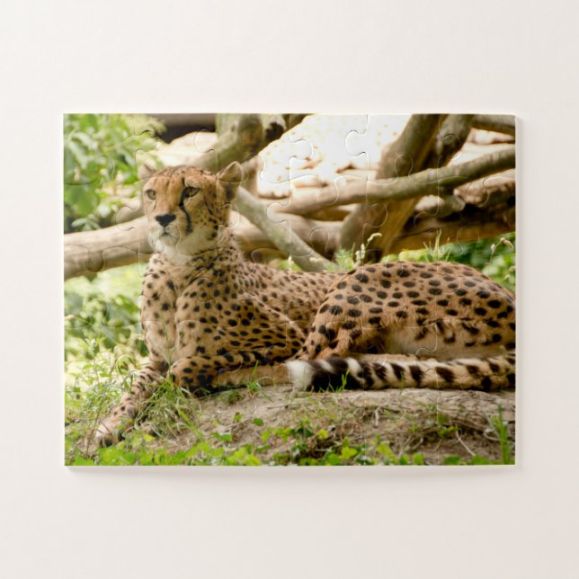 Gorgeous Cheetah Beautiful Cat Photo Jigsaw Puzzle (Horizontal)