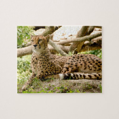 Gorgeous Cheetah Beautiful Cat Photo Jigsaw Puzzle