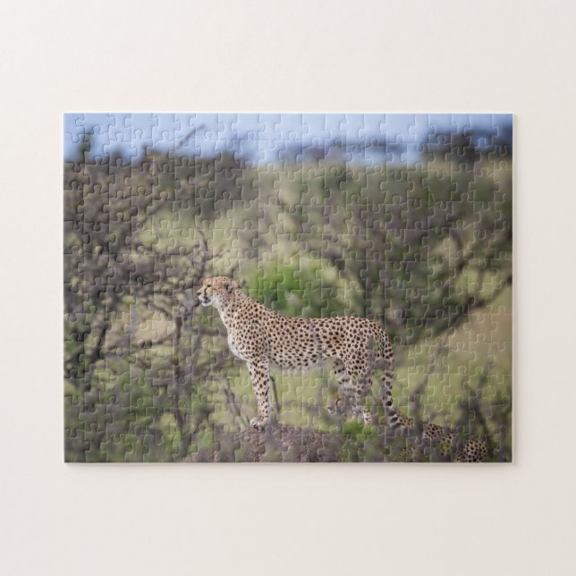 Gorgeous Cheetah Beautiful Cat Photo Jigsaw Puzzle (Horizontal)
