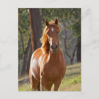 Gorgeous Chestnut Brown Horse in Field Postcard