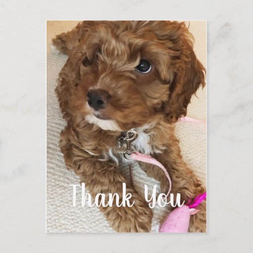 Gorgeous Cockapoo Puppy Thank You Card