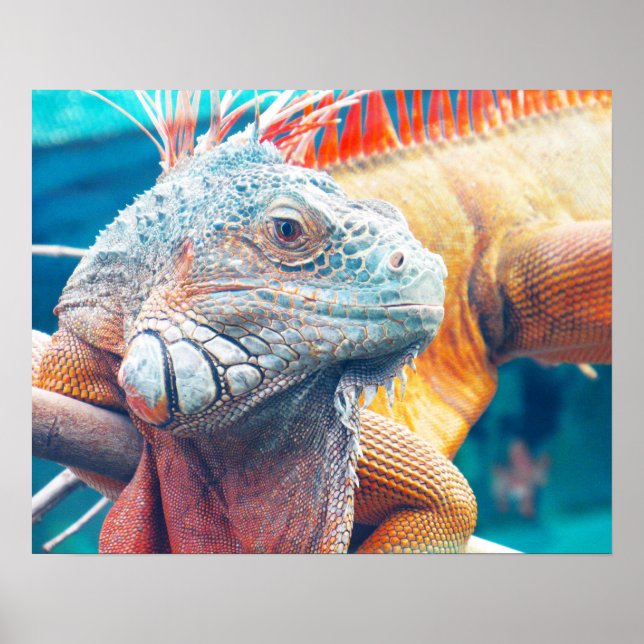 Gorgeous Colorful Iguana Poster (Front)