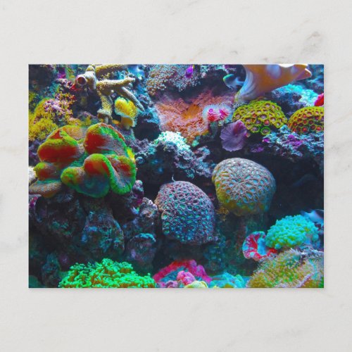 Gorgeous Coral Reef Postcard