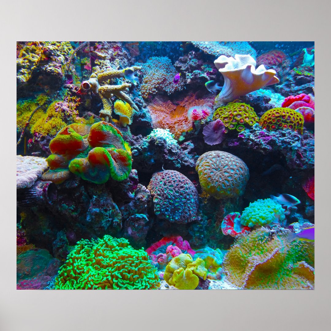 Gorgeous Coral Reef Poster | Zazzle