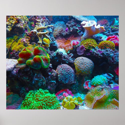 Gorgeous Coral Reef Poster