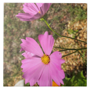 Gorgeous Cosmo Flowers Summer Bloom Ceramic Tile