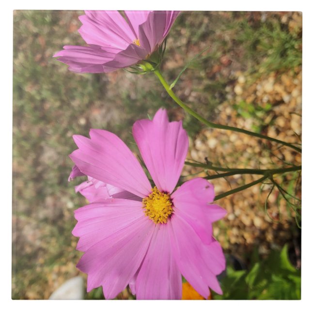 Gorgeous Cosmo Flowers Summer Bloom Ceramic Tile (Front)