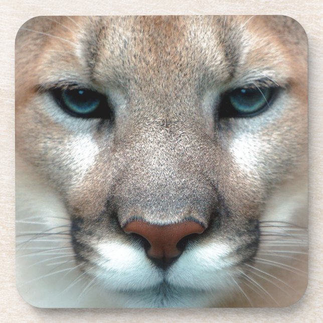 GORGEOUS COUGAR DRINK COASTER (Front)
