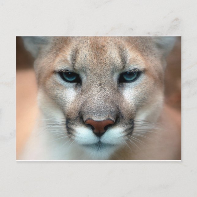 GORGEOUS COUGAR POSTCARD (Front)