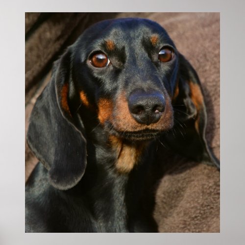 Gorgeous dachshund animal portrait poster