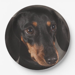 Gorgeous dachshund portrait paper plates