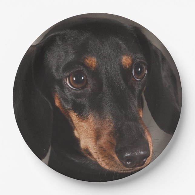 Gorgeous dachshund portrait paper plates (Front)