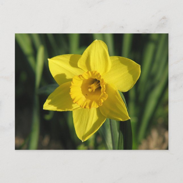 Gorgeous Daffodil Postcard (Front)