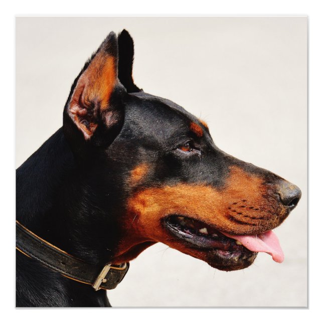 Gorgeous Doberman Pinscher Photo Print (Front)