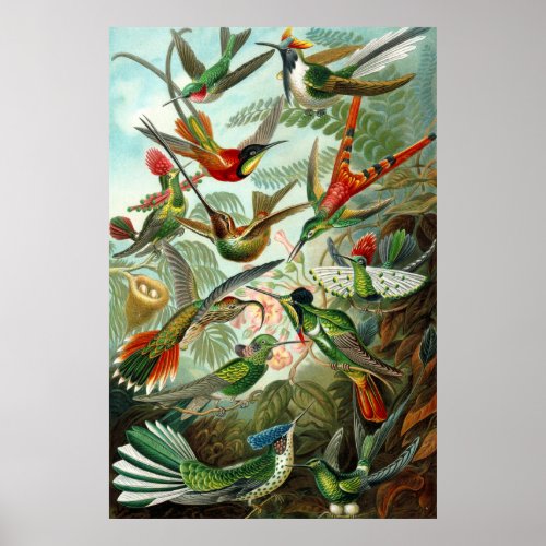 Gorgeous Ernst Haeckel Hummingbirds Poster