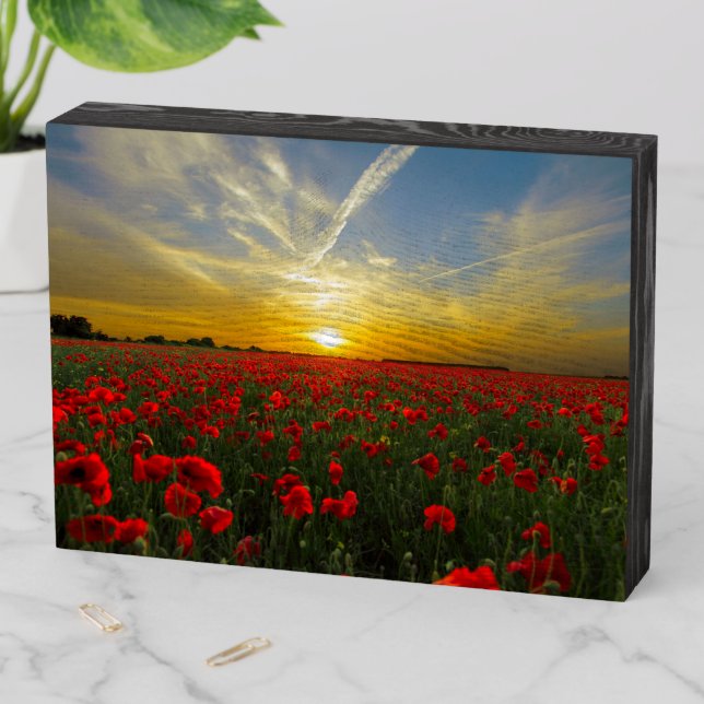 Gorgeous Field of Red Carnations & Sunset  Wooden Box Sign (In Situ Horizontal)