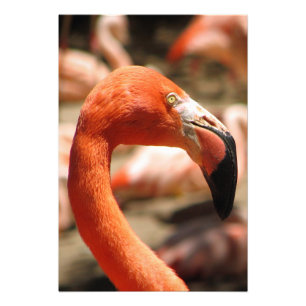 Gorgeous Flamingo Print/Poster! Photo Print