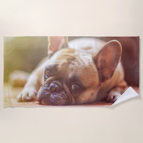 Gorgeous french bulldog lying down beach towel