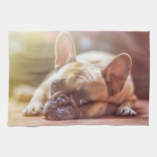 Gorgeous french bulldog lying down kitchen towel