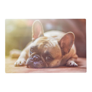 Gorgeous french bulldog lying down placemat