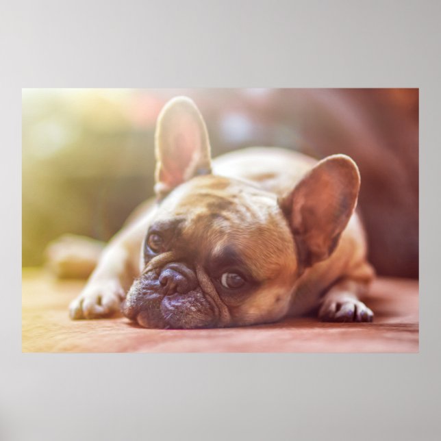 Gorgeous french bulldog lying down poster (Front)