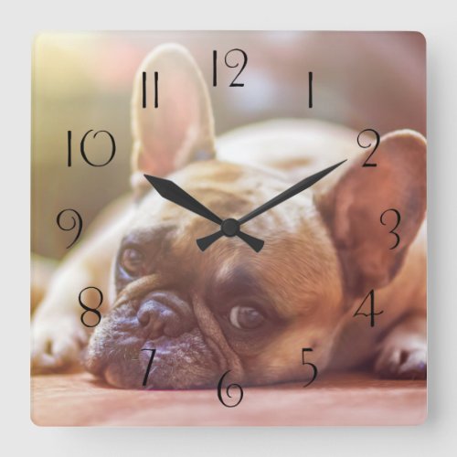 Gorgeous french bulldog lying down square wall clock