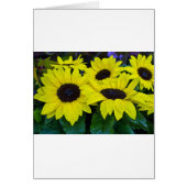 GORGEOUS GARDEN SUNFLOWERS (Front)