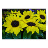 GORGEOUS GARDEN SUNFLOWERS (Front Horizontal)