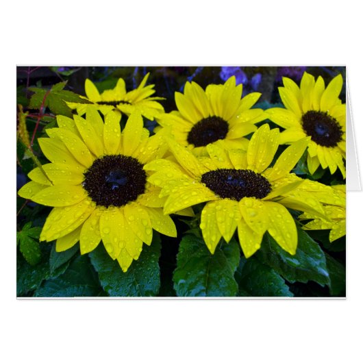 GORGEOUS GARDEN SUNFLOWERS (Front Horizontal)