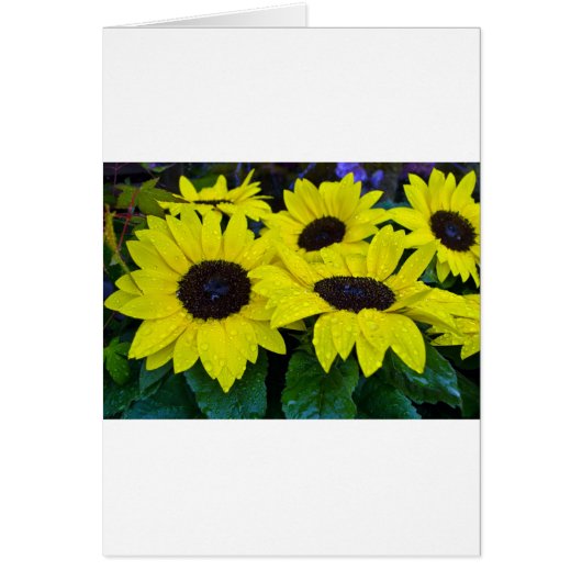 GORGEOUS GARDEN SUNFLOWERS CARDS (Front)