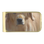 Gorgeous Golden Retriever